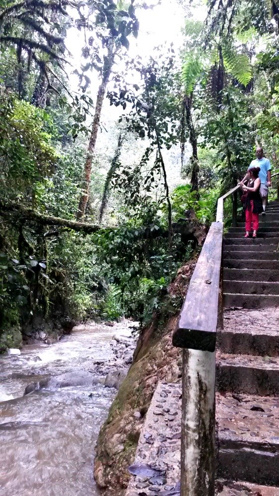 Podocarpus National Park - Hiking Stairs